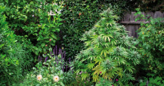 Weed Lead
